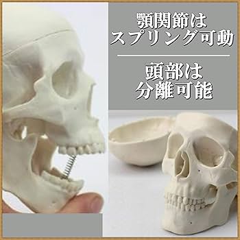 顎関節模型 pmybone01_2.jpg